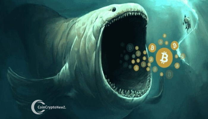 Bitcoin Whales Accumulate as Retail Sells Off Bullish Signal Emerges Bitcoin Whales Accumulate as Retail Sells Off Bullish Signal Emerges