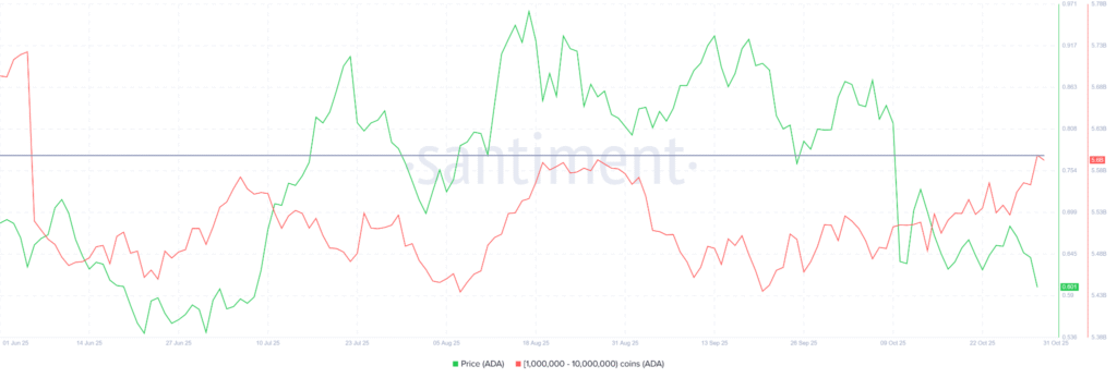 Cardano Price Holds at $0.60 as Whales Accumulate 70 Million ADA 1 image 3